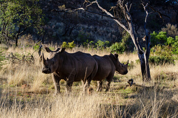 Naklejka na ściany i meble Rhinocéros blanc, white rhino, Ceratotherium simum, Parc national Pilanesberg, Afrique du Sud