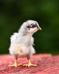 Obraz premium A chick standing on rustic red wood, isolated with dark green background. Shallow depth of field. Poultry and chickens on the farm. 