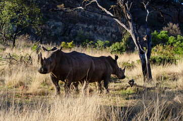 Obraz premium Rhinocéros blanc, white rhino, Ceratotherium simum, Parc national Pilanesberg, Afrique du Sud