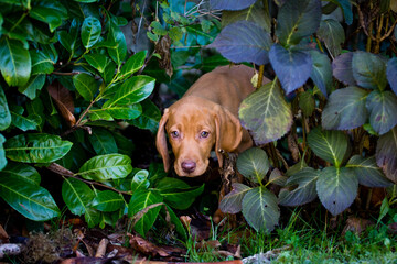 Ungarischer Jagdhund Magyar Vizsla als Welpe