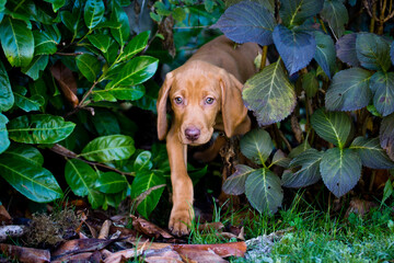 Ungarischer Jagdhund Magyar Vizsla als Welpe