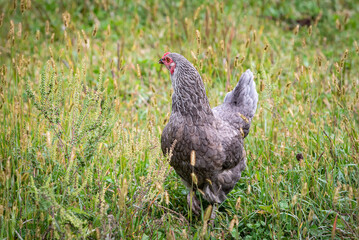 isolated image of free range chicken. In the garden with shallow depth of field. Feathered egg layer on the farm. 
