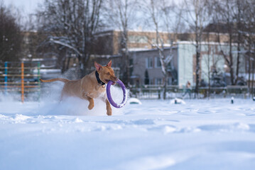 An American Pit Bull Terrier runs after a puller through the snow in the park in winter.