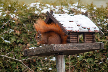 Hungry squirrel