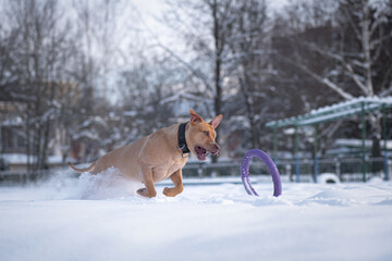 An American Pit Bull Terrier runs after a puller through the snow in the park in winter.