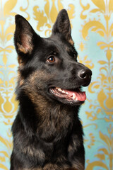 portrait of German Shepherd dog. Black face with ears standing forward. 