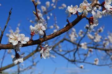 cherry tree blossom flowers spring blooming tree trees plants garden white flower beds sky clouds
цветы весна цветущие дерево деревья растения сад белые клумбы небо облака 