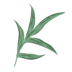 branch foliage nature botanical decoration painting isolated design