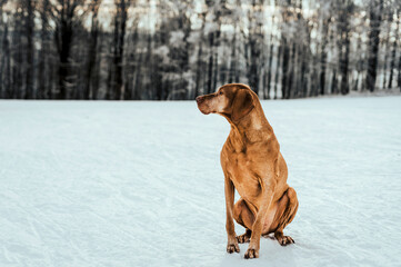 A Hungarian-viszla dog on a snow covered field