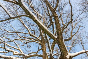 Nice winter landscape. Snow on tree branches against a blue sky background. Latvia