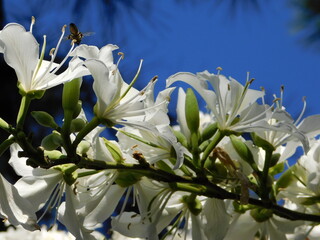 Orchid tree, or Bauhinia variegata white flowers, and a honey bee