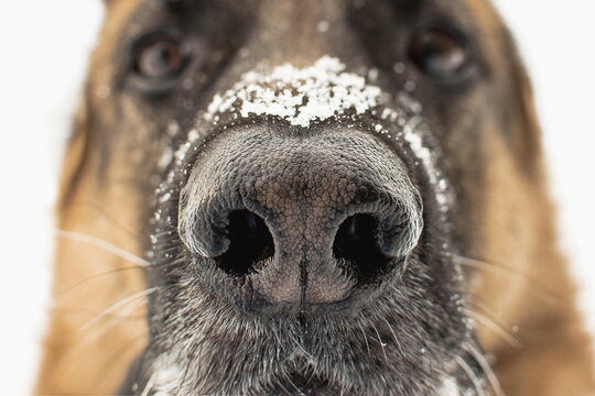 Dogs nose close up. Snowflakes on the german shepherds nose. Winter pets walks. Selective focus, blurred background