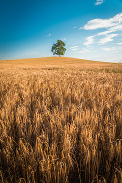 Solitary Tree in Field of Wheat and Barley in Summer Landscape under Blue Sky