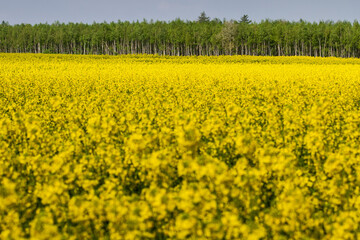 Fototapeta premium field of yellow rapeseed
