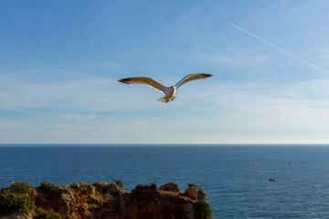 Fototapeta premium gaivota