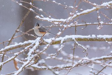 Tufted titmouse bird perched on snowy tree branch in forest in winter