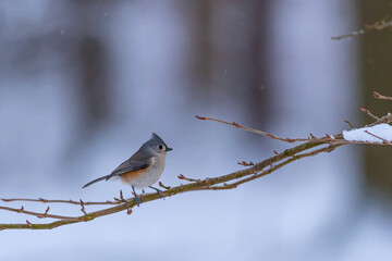 Tufted titmouse bird perched on snowy tree branch in forest in winter