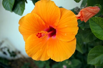 Obraz premium Hibiscus flower close up.