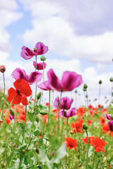 Purple and red poppies blooming