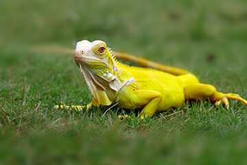yellow albino iguana on the grass