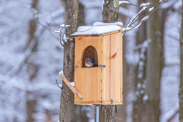 Eastern Bluebird perched in owl house in snowy forest in winter