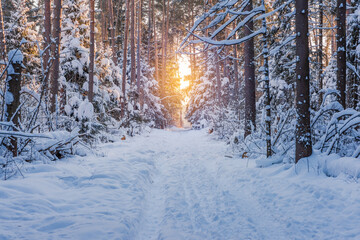 Frosty winter evening in the forest. The road in the pine forest. Beautiful sunset