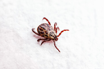 Encephalitis Tick Insect Crawling on White Background. Lyme Borreliosis Disease or Encephalitis Virus Infectious Dermacentor Tick Arachnid Mite Parasite