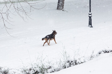 A dog in the snow.