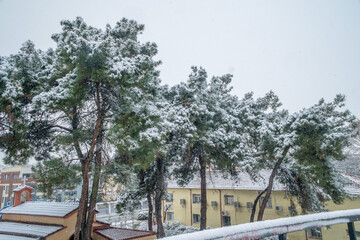 Trees in the neighborhood full of snow after Leandros bad weather passes Thessaloniki, Greece.