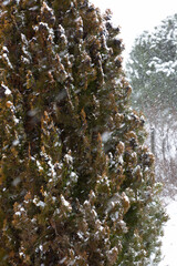 Snowed pine in a forest.