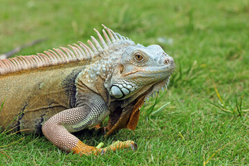 iguanas crawling on the grass