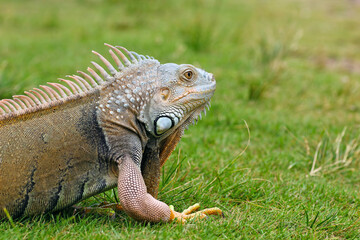 iguanas crawling on the grass