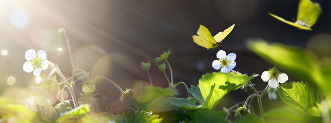 art Beautiful blooming spring flowers; strawberry flower in garden on sunny  background.