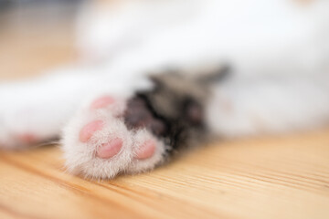 the paw of a sleeping cat is white with pink pads