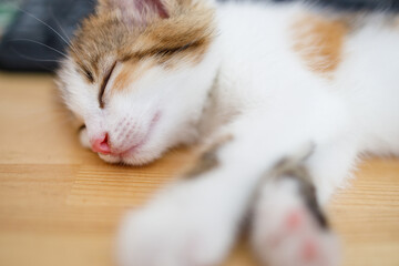 white-red cat sleeps on a wooden table with its paws outstretched