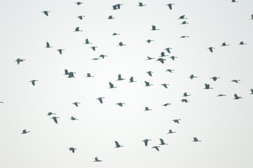 flock of birds flying
