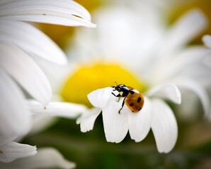 Ladybug on a Daisy