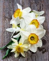 Fototapeta na wymiar Spring White Daffodils