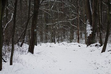 snow in the winter park