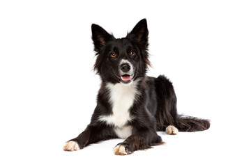 Border collie dog in front of a white background