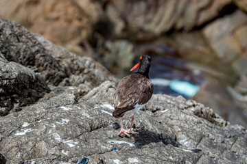 American Oystercatcher (Haematopus palliatus) by the bay, Montevideo, Uruguay