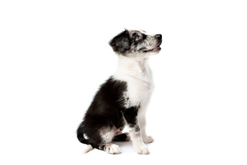 Border collie dog in front of a white background
