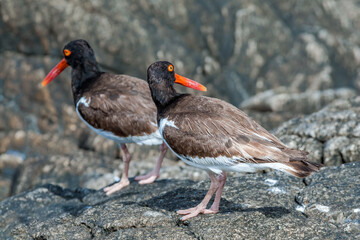 American Oystercatchers (Haematopus palliatus) by the bay, Montevideo, Uruguay