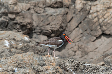 American Oystercatcher (Haematopus palliatus) by the bay, Montevideo, Uruguay