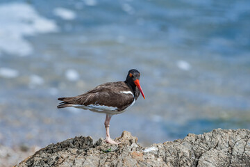 American Oystercatcher (Haematopus palliatus) by the bay, Montevideo, Uruguay