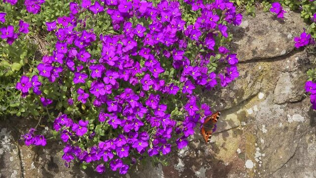 Small tortoiseshell butterfly feeds on aubrietia flowers