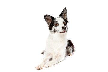 Border collie dog in front of a white background