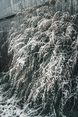 Trees in the neighborhood full of snow after Leandros bad weather passes Thessaloniki, Greece.