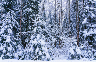 View of the winter snowy forest