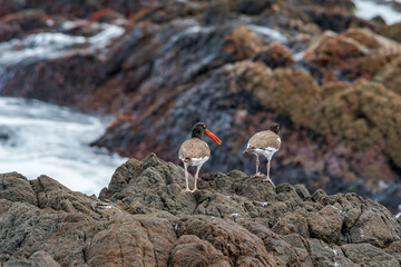 Adult and immature American Oystercatchers (Haematopus palliatus) by the bay, Montevideo, Uruguay